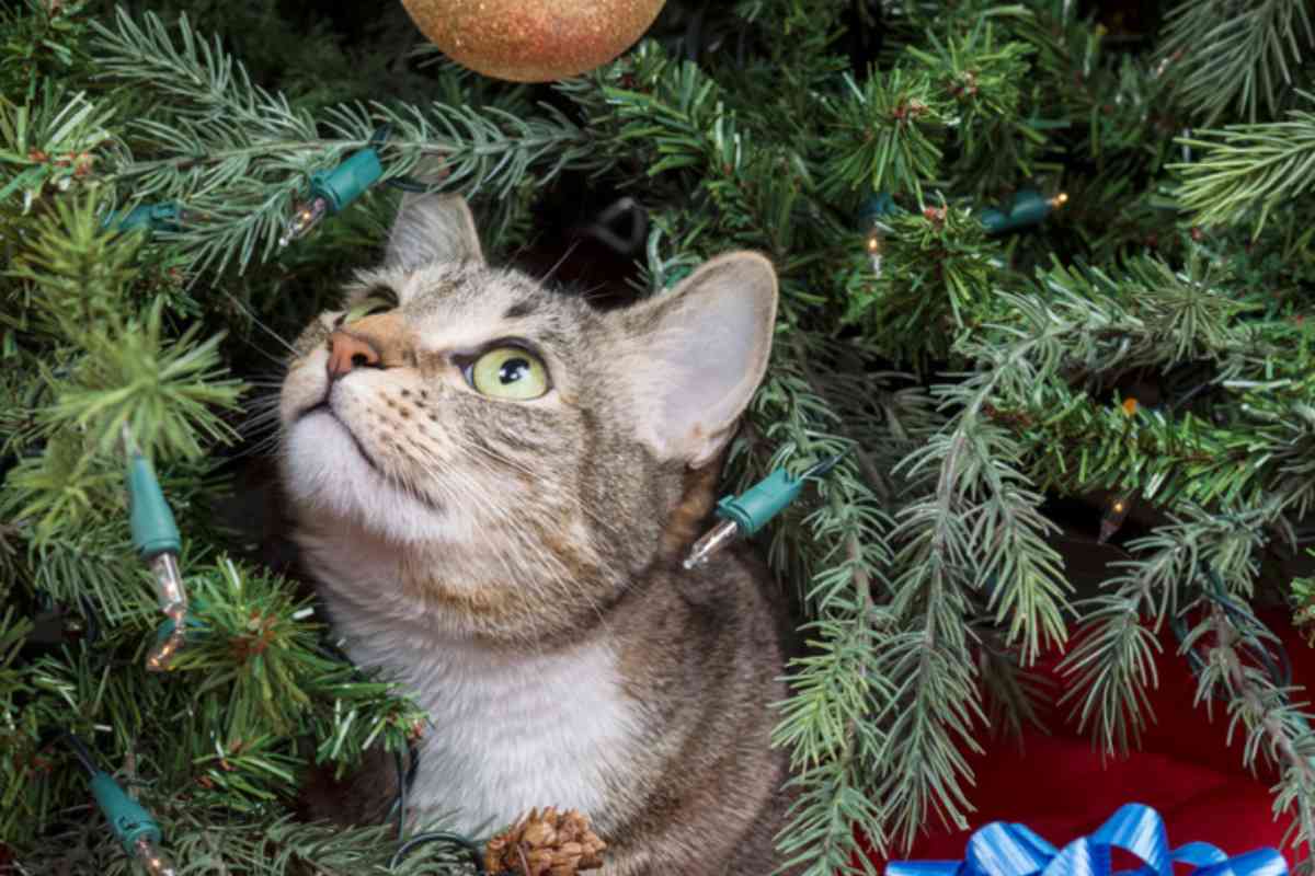 gatto albero natale 